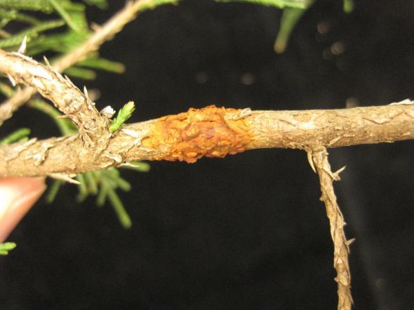 Quince rust on eastern red cedar